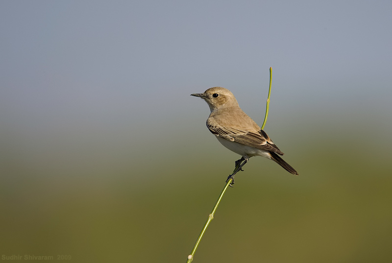 _MG_3561-Desert-Wheatear.jpg