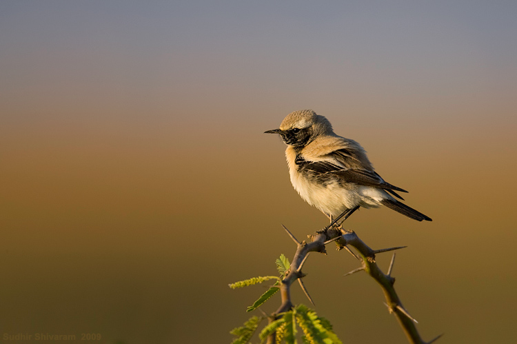 _MG_3884-Desert-Wheatear.jpg