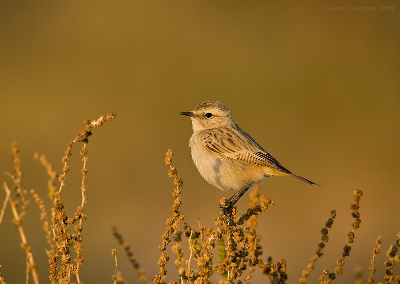 _MG_3672-Stoliczka_s-Bushchat.jpg