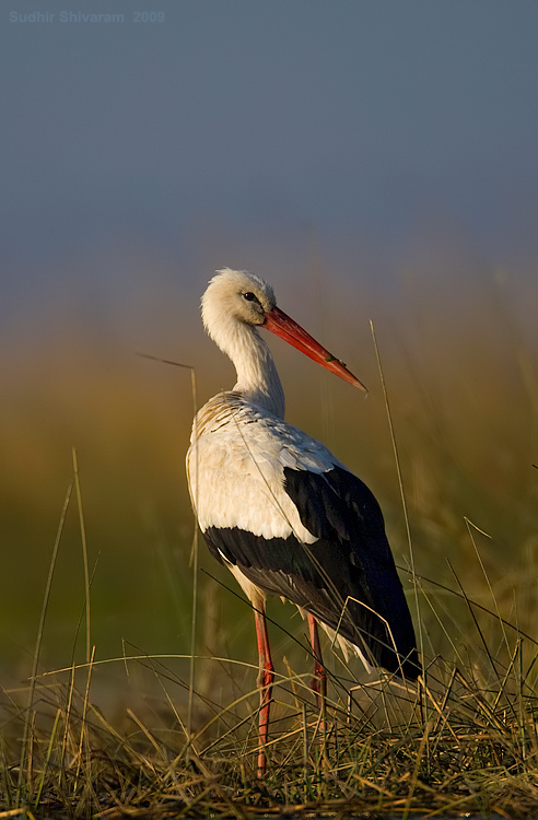 _MG_3946-White-Stork.jpg