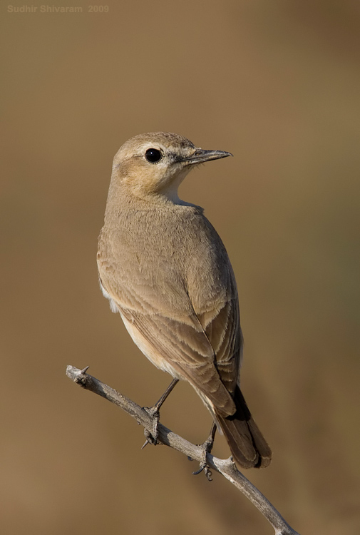 _MG_4114-Desert-Wheatear.jpg