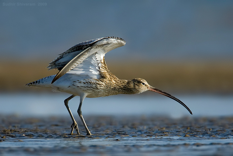 _MG_4203-Eurasian-Curlew.jpg