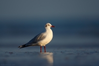 _MG_4388-Brown-Headed-Gull.jpg