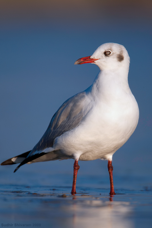 _MG_4409-Brown-Headed-Gull.jpg