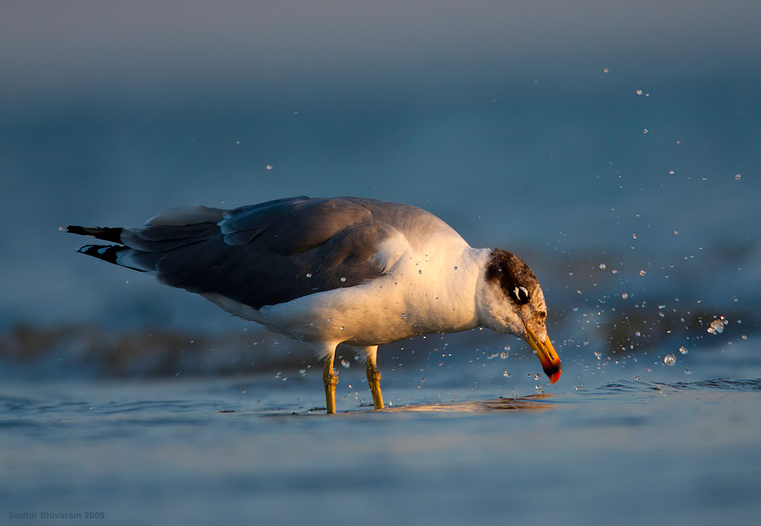 _MG_4486-Heuglin_s-Gull.jpg