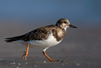 _MG_4262-Ruddy-Turnstone.jpg