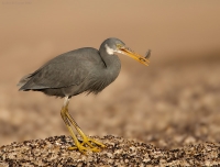 _MG_4348-Western-Reef-Egret.jpg