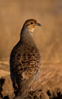 _MG_4684-Grey-Francolin.jpg