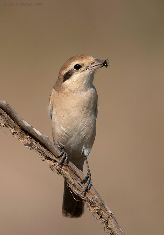 _MG_5012-Brown-Shrike.jpg