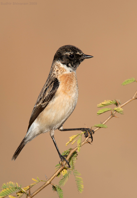 _MG_4702-Common-Stonechat.jpg