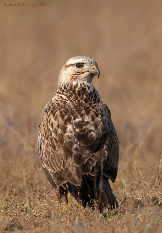 _MG_5129-Long-Legged-Buzzard.jpg