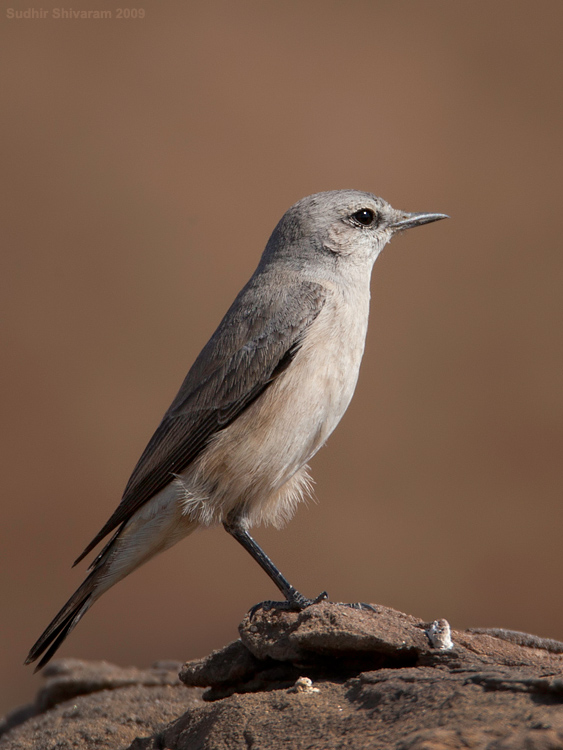 _MG_5431-Rufous-Tailed-Wheatear.jpg