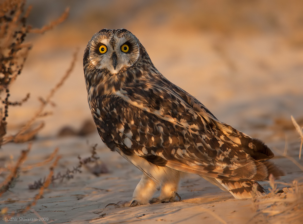 _MG_5506-Short-Eared-Owl.jpg