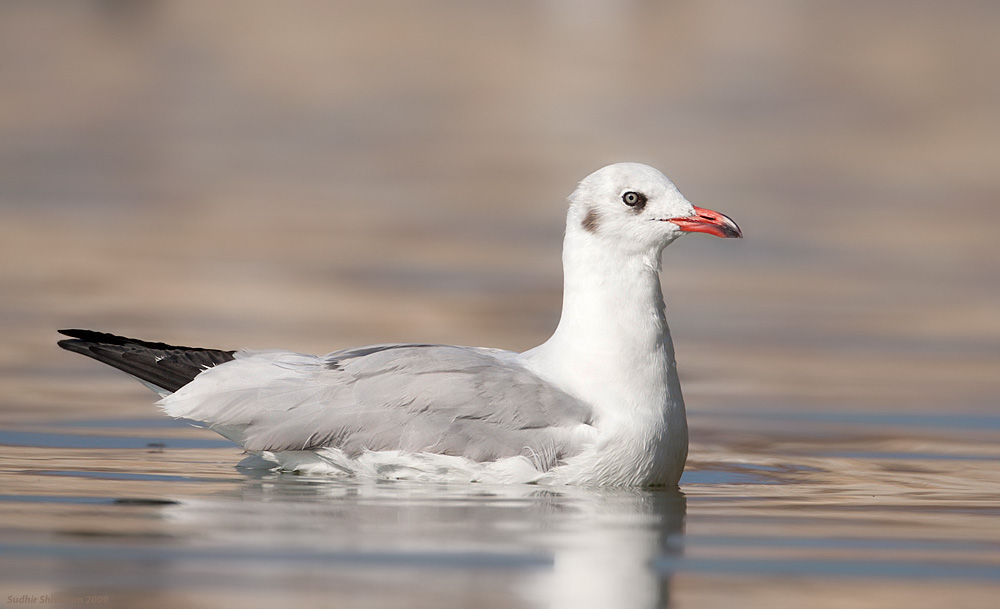 _MG_6121-Brown-Headed-Gull.jpg