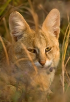 _MG_6471-Jungle-Cat.jpg