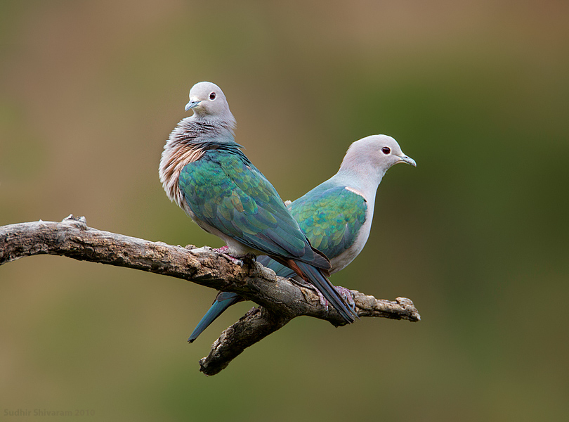 _67G0375-Green-Imperial-Pigeon.jpg