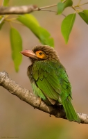 _MG_8358-Brown-Headed--Barbet.jpg