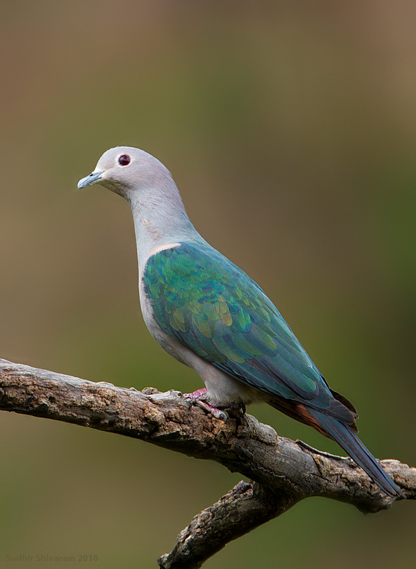 _67G0386-Green-Imperial-Pigeon.jpg