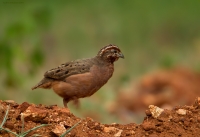 _67G0320-Jungle-Bush-Quail.jpg