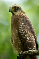 _67G0472-Crested-Serpent-Eagle.jpg