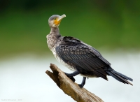 _67G0878-LargeCormorant.jpg