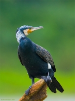 _67G0906-Large-Cormorant.jpg