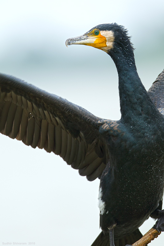 _67G0912-Large-Cormorant.jpg