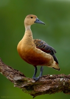 _67G1156-Lesser-Whistling-Duck.jpg