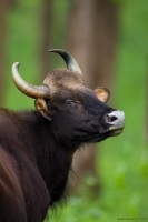 _67G0497-Gaur.jpg