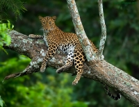 _67G0703-Leopard-Kabini.jpg