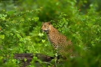 _67G0734-Leopard.jpg