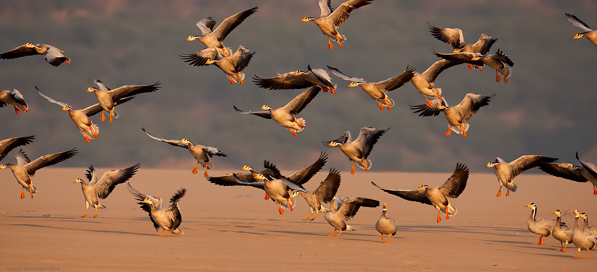 _MG_2223-Bar-Headed-Geese.jpg