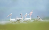 _MG_1477-Spot-Billed-Pelicans.jpg