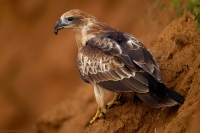 _MG_1865-Brahminy-Kite-Juvenile.jpg