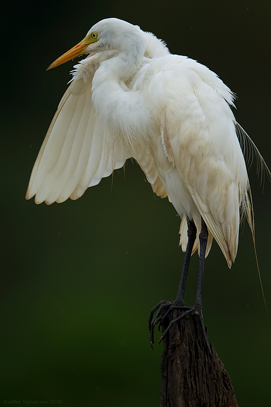 _MG_0403-Great-Egret.jpg