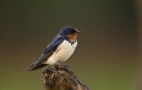 _MG_0502-Barn-Swallow.jpg