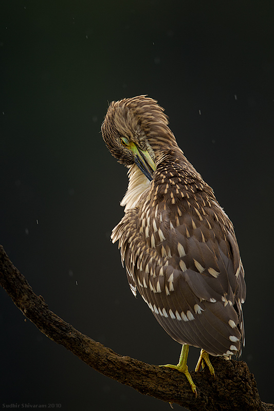 _MG_0535-Night-Heron.jpg