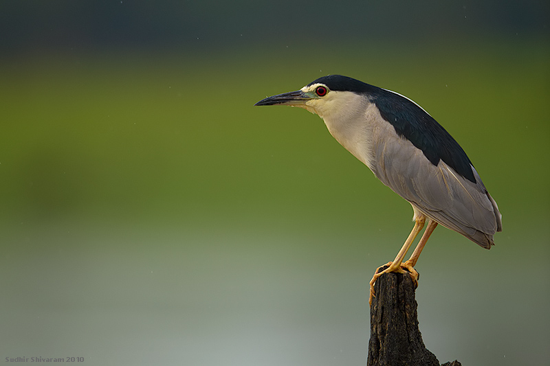 _MG_0550-Night-Heron.jpg