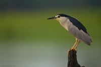 _MG_0550-Night-Heron.jpg