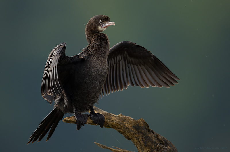 _MG_0639-Little-Cormorant.jpg