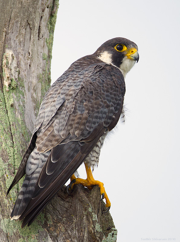 _MG_0722-Peregrine-Falcon.jpg