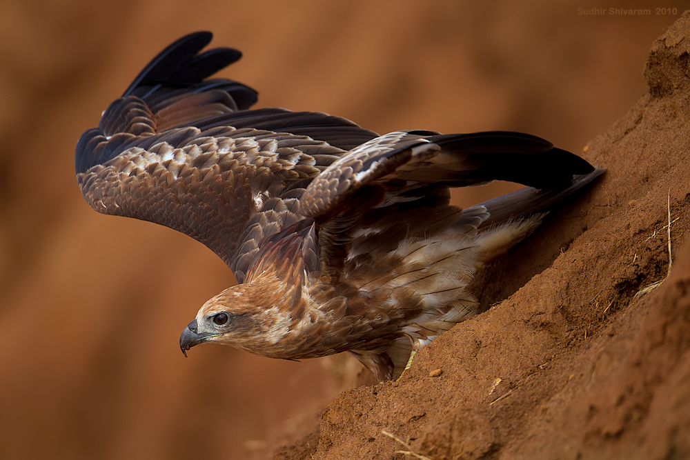 _MG_1883-Brahminy-Juvenile.jpg