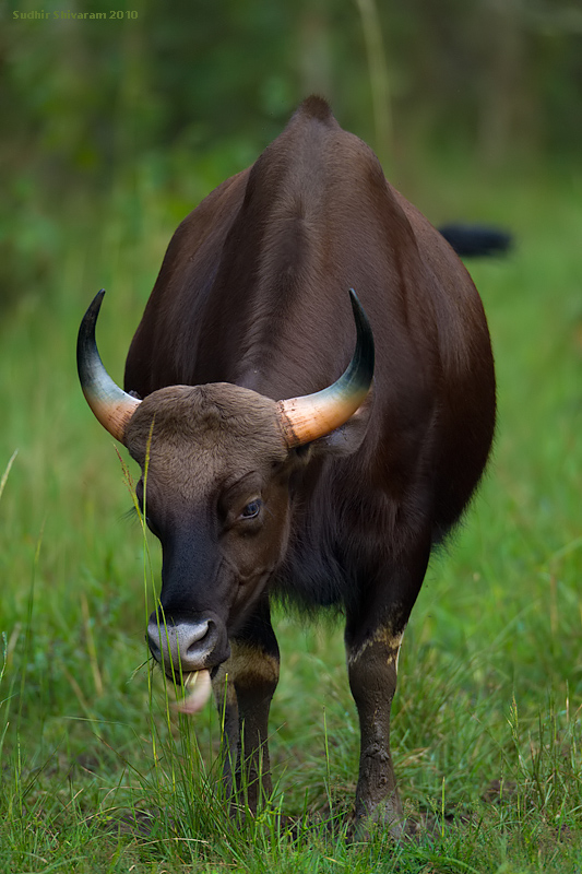 _MG_0067-Gaur.jpg