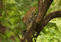 _MG_0226-Leopard.jpg