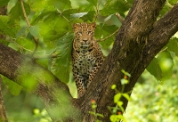 _MG_0248-Leopard.jpg