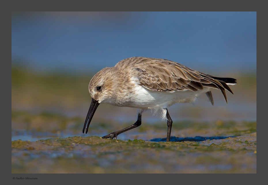 _MG_2243-Dunlin.jpg