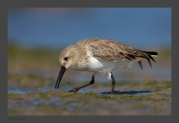 _MG_2243-Dunlin.jpg