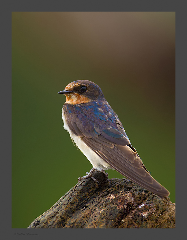 _MG_0516-Barn-Swallow.jpg