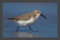 _MG_2248-Dunlin.jpg