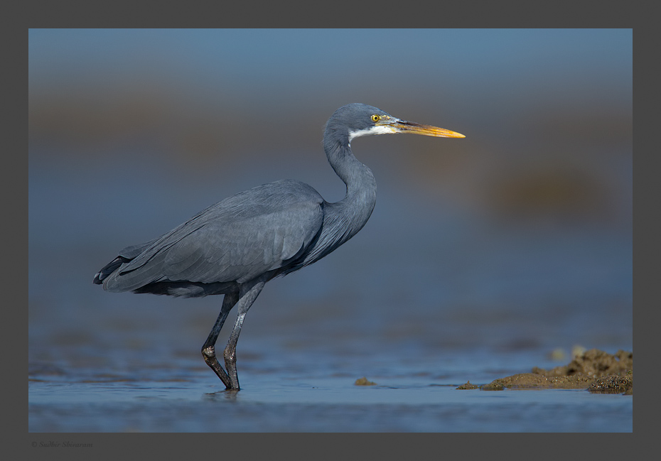 _MG_2295-Western-Reef-Egret.jpg